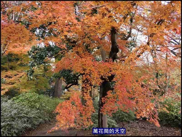 萬花筒61東京六義園.jpg - 20191210東京駒込六義園りくぎえん賞楓