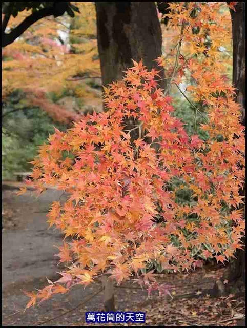 萬花筒62東京六義園.jpg - 20191210東京駒込六義園りくぎえん賞楓