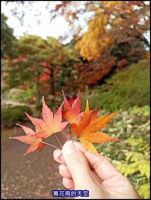 萬花筒97東京二.jpg - 20191210東京駒込六義園りくぎえん賞楓