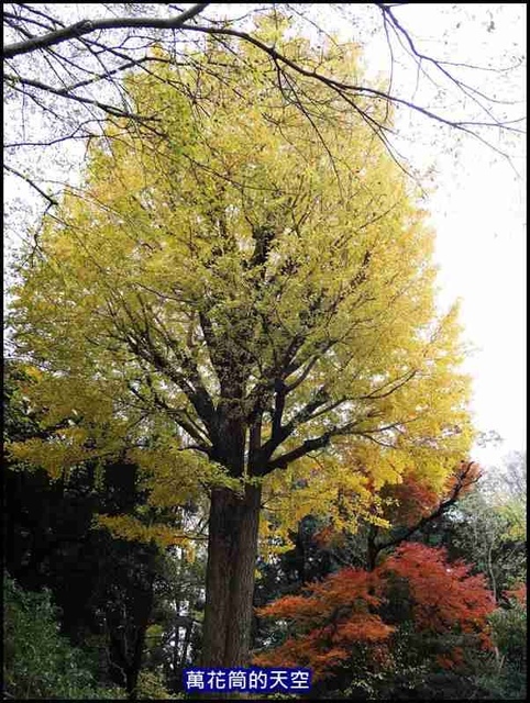 萬花筒41東京六義園.jpg - 20191210東京駒込六義園りくぎえん賞楓