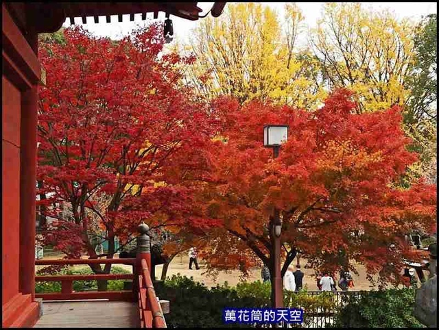 萬花筒22A東京三.jpg - 20191211日本東京上野恩賜公園賞楓