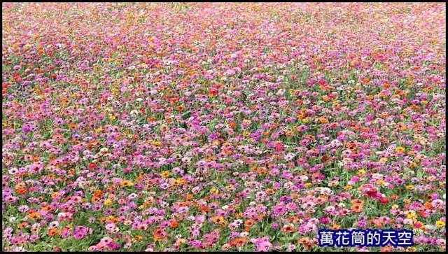 萬花筒1新社花海2020.jpg - 20201126台中新社花海暨台中花毯節