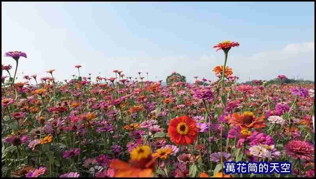 萬花筒2新社花海2020.jpg - 20201126台中新社花海暨台中花毯節