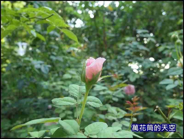 萬花筒14桃園.jpg - 20200705桃園大溪南法玫瑰園