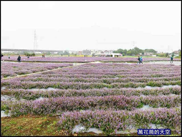 萬花筒32楊海仙草花節2019.jpg - 20191128桃園楊梅仙草花節