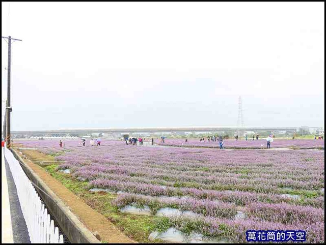 萬花筒23楊海仙草花節2019.jpg - 20191128桃園楊梅仙草花節