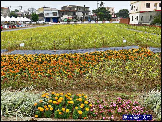 萬花筒25楊海仙草花節2019.jpg - 20191128桃園楊梅仙草花節