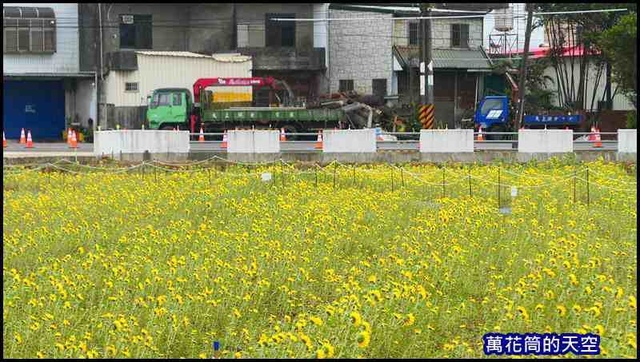 萬花筒26楊海仙草花節2019.jpg - 20191128桃園楊梅仙草花節