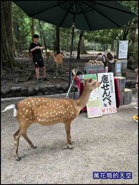 萬花筒53京都DAY4.jpg - 20190729日本奈良春日大社東大寺半日遊