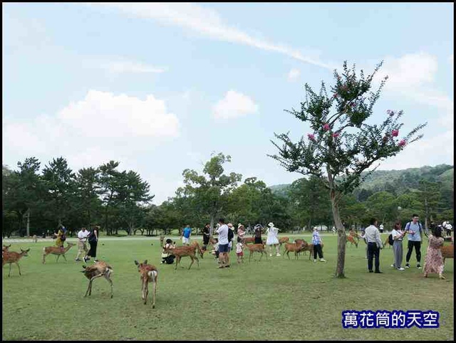 萬花筒59京都DAY4.jpg - 20190729日本奈良春日大社東大寺半日遊