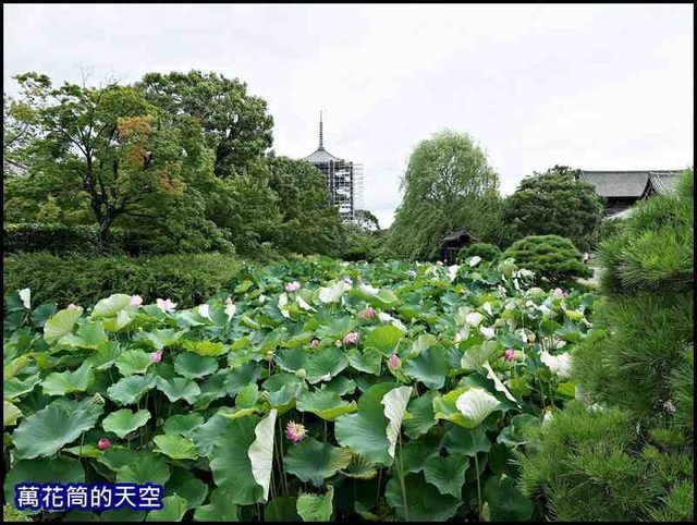 萬花筒40京都DAY2.jpg - 20190727日本京都東寺TOJI