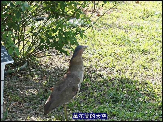 萬花筒25玫瑰.jpg - 20191110台北玫瑰園秋季展