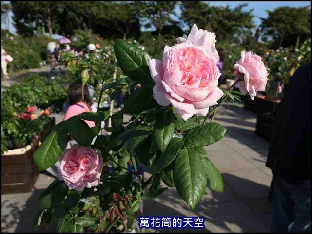 萬花筒51玫瑰.jpg - 20191110台北玫瑰園秋季展