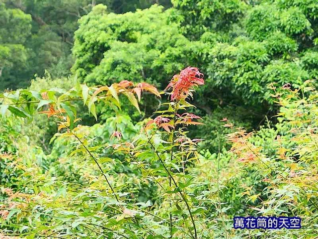 萬花筒87新竹.jpg - 20190719苗栗天空之城