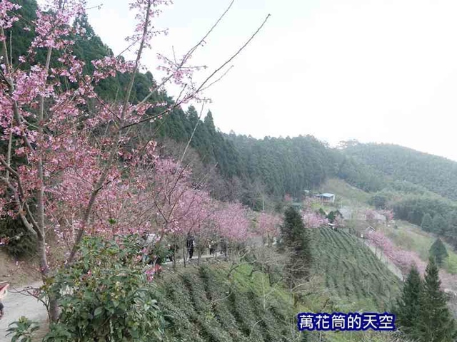 萬花筒的天空16山上人家.jpg - 20190302新竹山上人家森林農場初春賞櫻