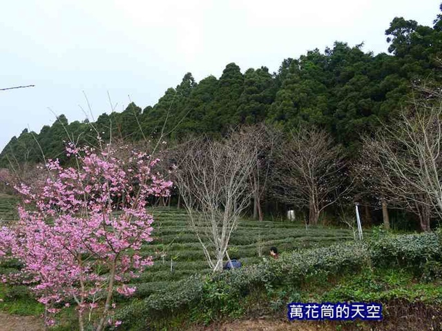 萬花筒的天空67山上人家.jpg - 20190302新竹山上人家森林農場初春賞櫻