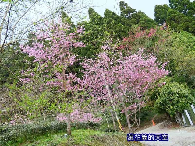 萬花筒的天空61山上人家.jpg - 20190302新竹山上人家森林農場初春賞櫻