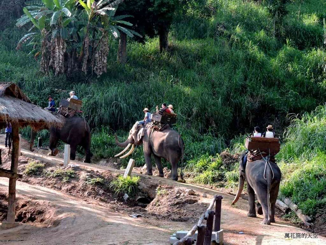 DSCN0392.JPG - 20150418泰國清邁MAESA ELEPHANT CAMP