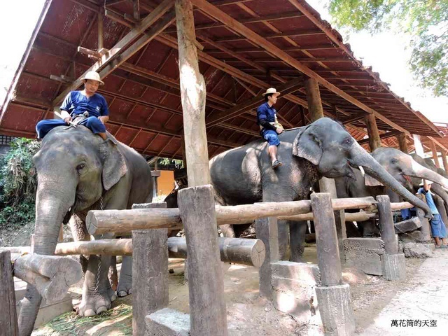 DSCN0455.JPG - 20150418泰國清邁MAESA ELEPHANT CAMP