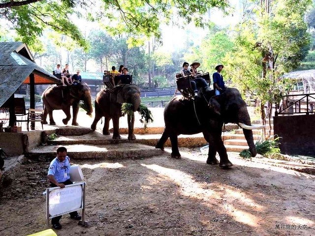 DSCN0387.JPG - 20150418泰國清邁MAESA ELEPHANT CAMP