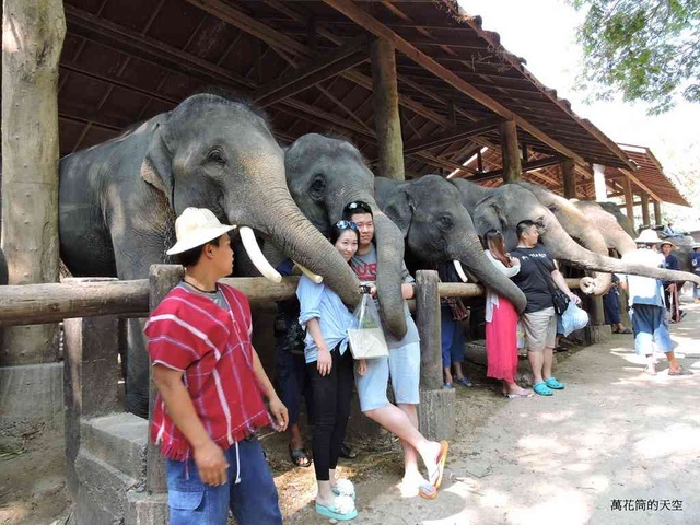 DSCN0435.JPG - 20150418泰國清邁MAESA ELEPHANT CAMP