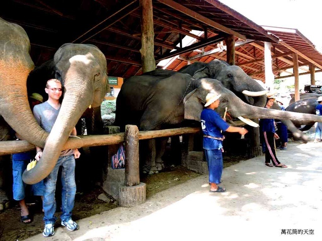 DSCN0438.JPG - 20150418泰國清邁MAESA ELEPHANT CAMP