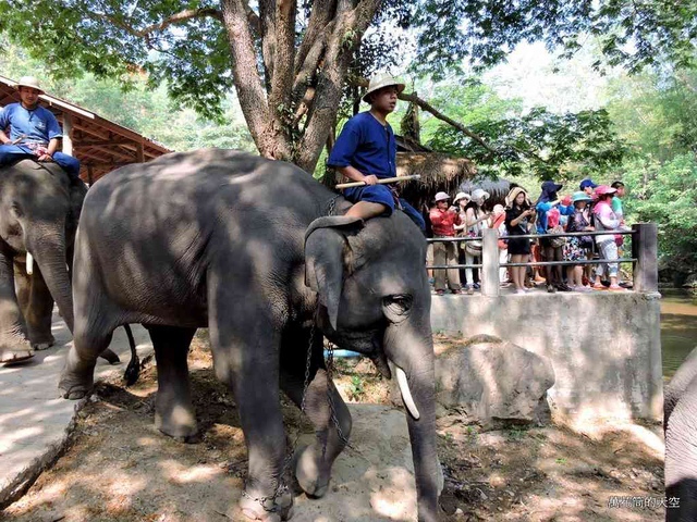 DSCN0458.JPG - 20150418泰國清邁MAESA ELEPHANT CAMP