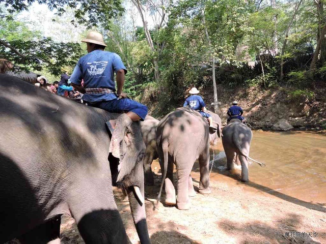 DSCN0459.JPG - 20150418泰國清邁MAESA ELEPHANT CAMP