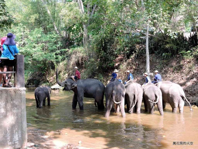 DSCN0471.JPG - 20150418泰國清邁MAESA ELEPHANT CAMP