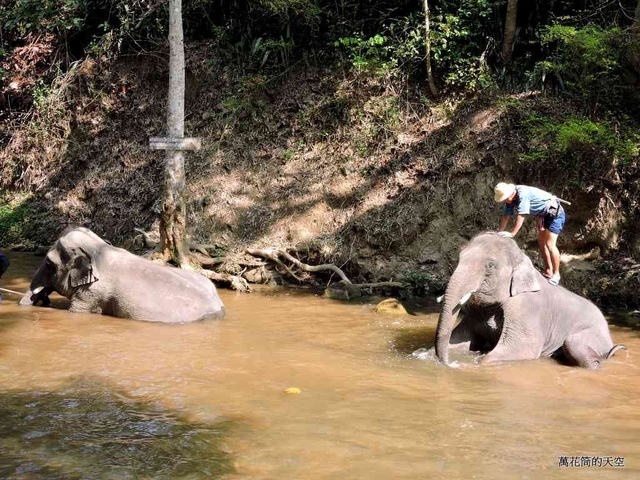 DSCN0476.JPG - 20150418泰國清邁MAESA ELEPHANT CAMP