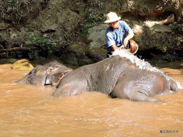 DSCN0482.JPG - 20150418泰國清邁MAESA ELEPHANT CAMP