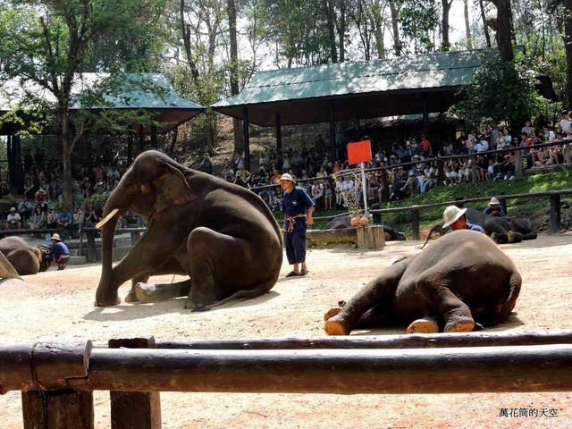 DSCN0515.JPG - 20150418泰國清邁MAESA ELEPHANT CAMP