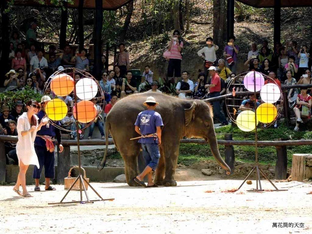 DSCN0623.JPG - 20150418泰國清邁MAESA ELEPHANT CAMP