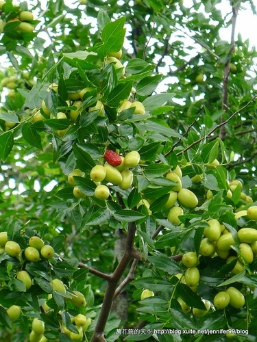 [苗栗]棗莊古藝庭園膳坊