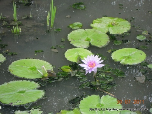 [苗栗]棗莊古藝庭園膳坊