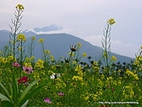 20110213花蓮油菜花田第二追