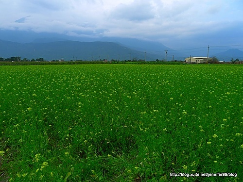 20110213花蓮油菜花田第二追