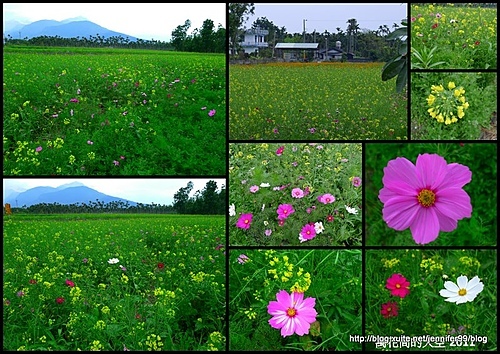 20110213花蓮油菜花田第二追