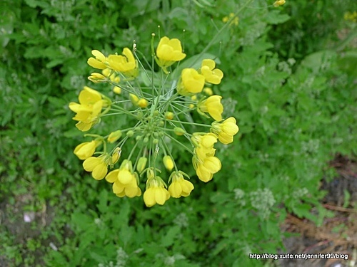 20110213花蓮油菜花田第二追