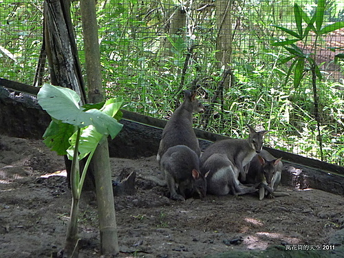 [峇里島]BALI SAFARI & MARINE PARK