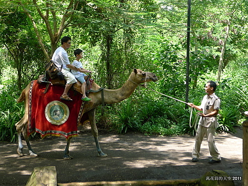 [峇里島]BALI SAFARI & MARINE PARK