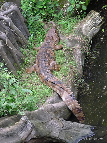 [峇里島]BALI SAFARI & MARINE PARK