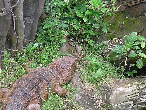 [峇里島]BALI SAFARI & MARINE PARK