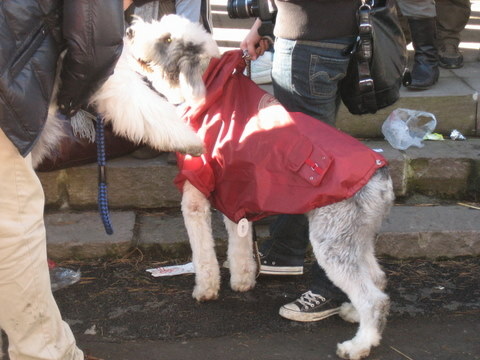 2009阿里山日出 138.jpg - 2009阿里山跨年與台中行