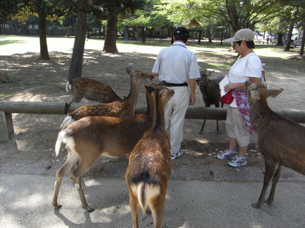 奈良公園-鹿與路人.JPG