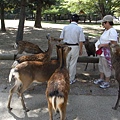 奈良公園-鹿與路人.JPG
