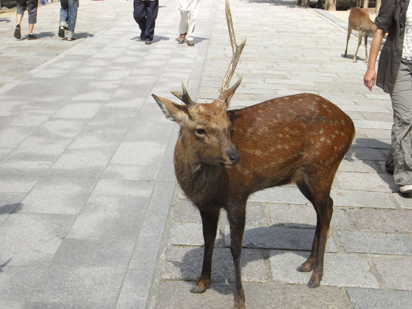 奈良東大寺-一角鹿.JPG