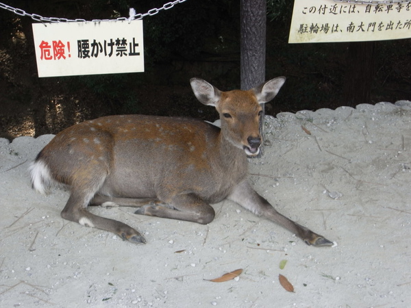 奈良東大寺-怪表情的鹿.JPG