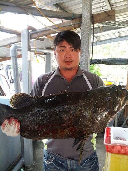 龍膽石斑魚 活魚現殺 龍膽石斑魚「南部活魚批發」 洽詢電話：0982-977-080 LINE:love12251314 微信：kammi4130 關注：&#128073;陳