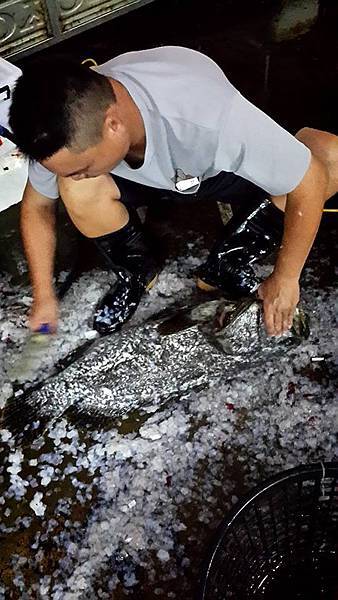 龍膽石斑魚 活魚現殺 龍膽石斑魚「南部活魚批發」 洽詢電話：0982-977-080 LINE:love12251314 微信：kammi4130 關注：&#128073;陳